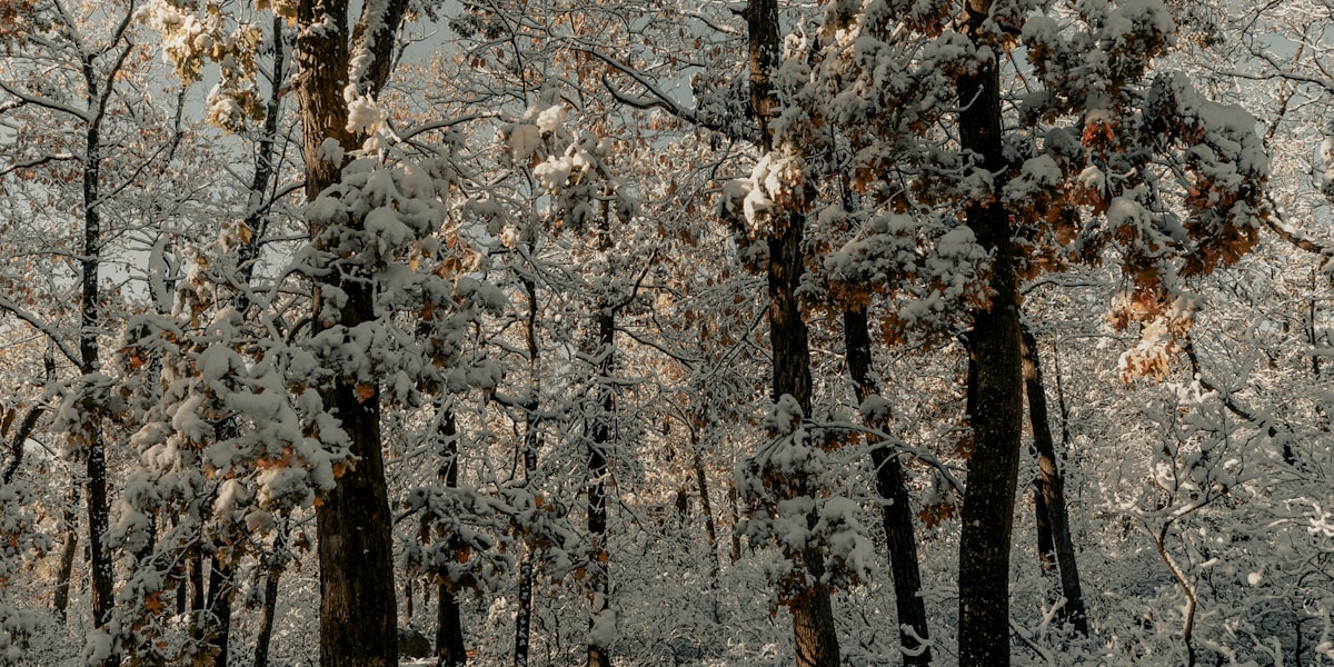 Friedlicher Wald als Ort fuer eine Waldbestattung